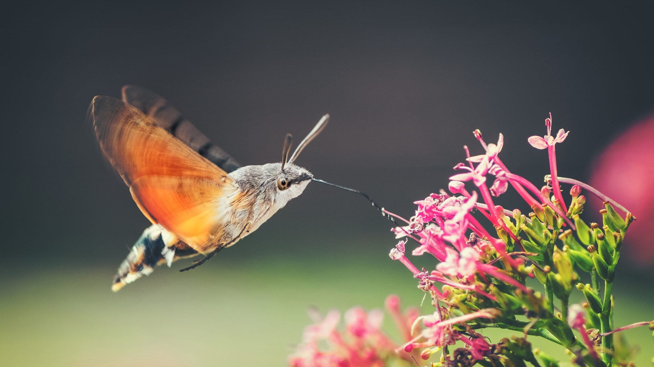 sfinge colibrì
