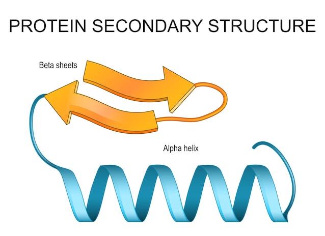 strutture secondarie proteine