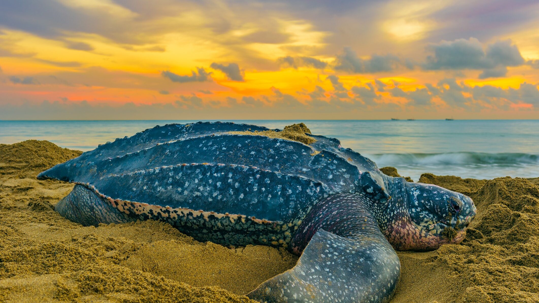 La tartaruga liuto è un gigante dei mari, può raggiungere 2 metri e 900kg: la sua bocca è ricca di “spine”