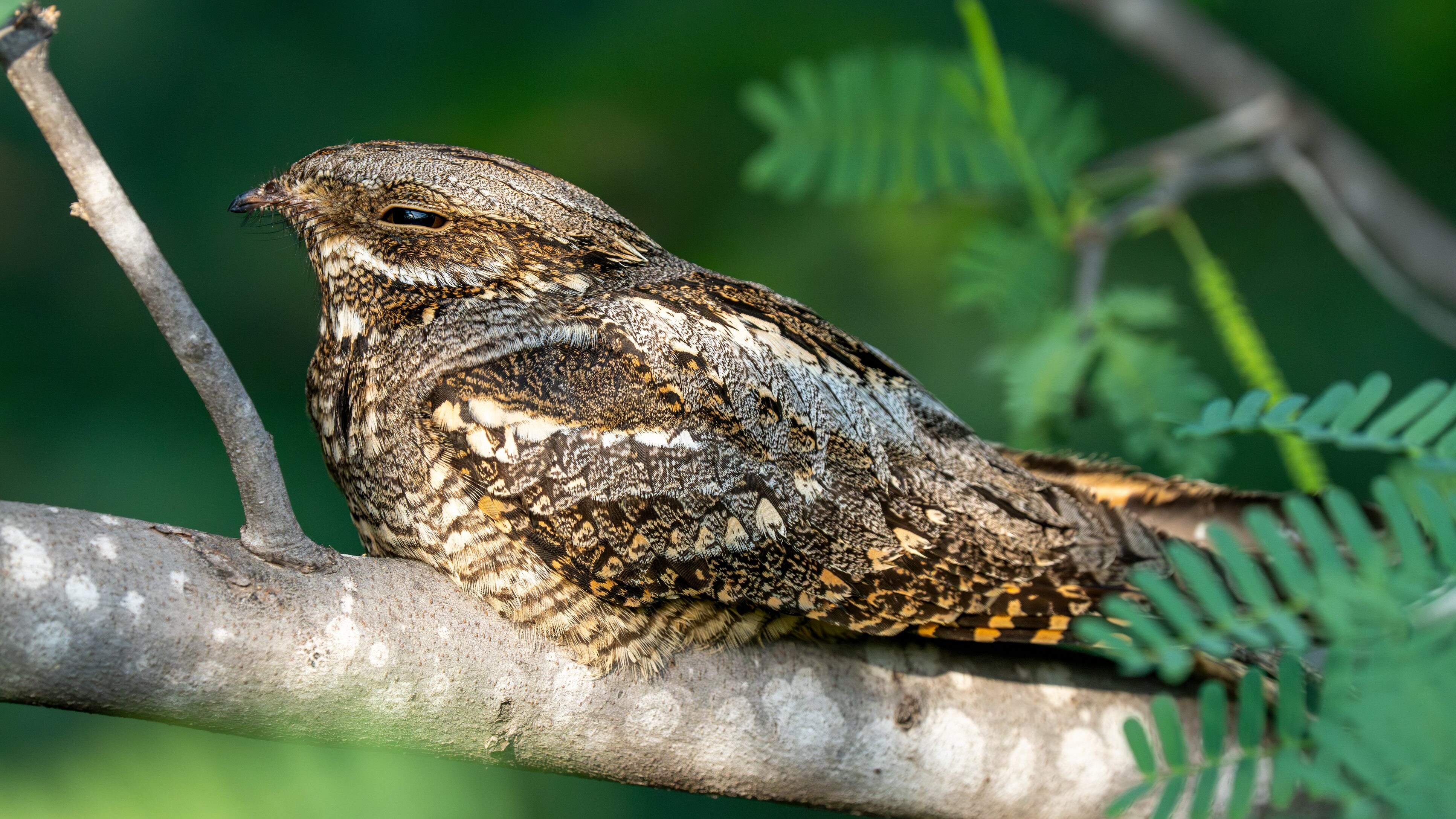 Caprimulgus europaeus