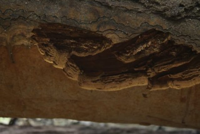 Fomitiporia ellipsoidea