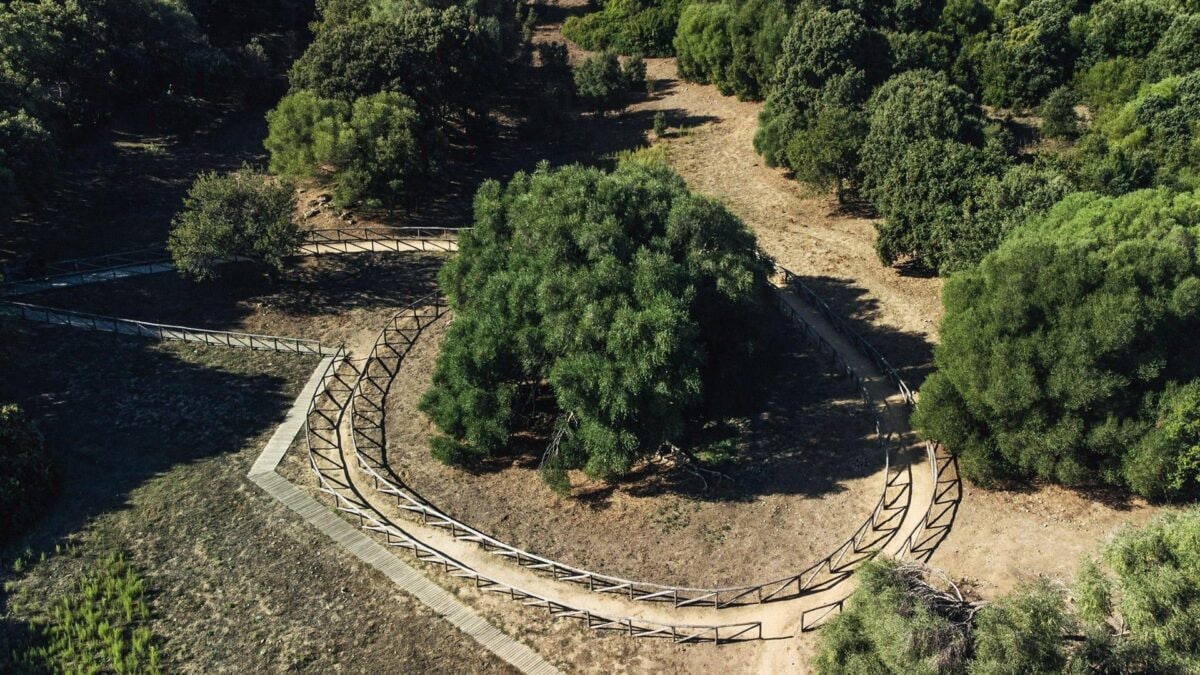 S'Ozzaru l'olivastro di luras