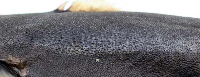 denti dermici