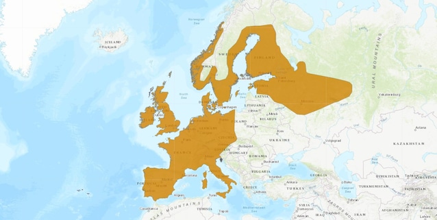 areale riccio europeo