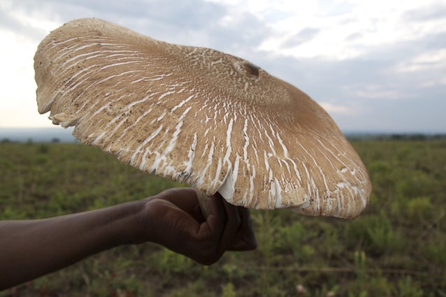 Termitomyces_titanicus