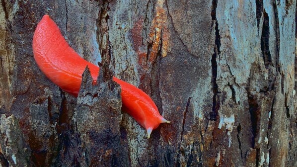 Triboniophorus Lumaca rossa gigane australiana