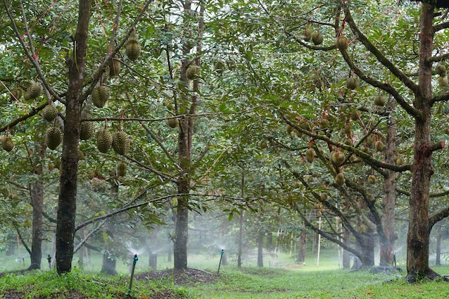 albero durian