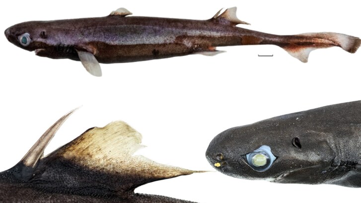 Etmopterus bulbosus