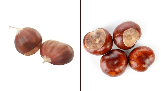 castagne e castagna matta