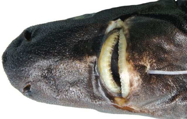denti Etmopterus bulbosus