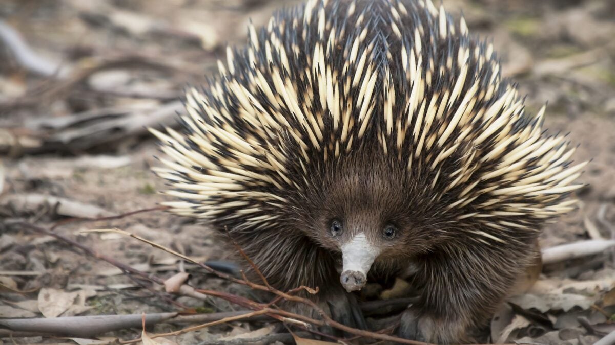 echidna muso