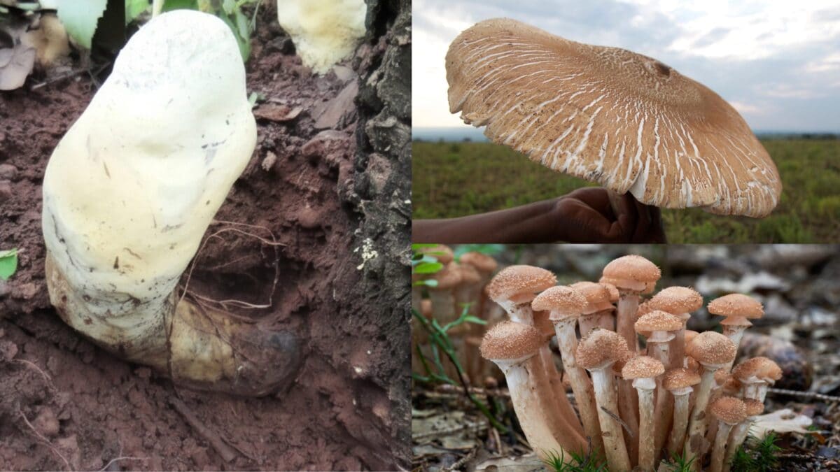 funghi più grandi al mondo