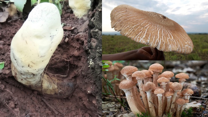 funghi più grandi al mondo