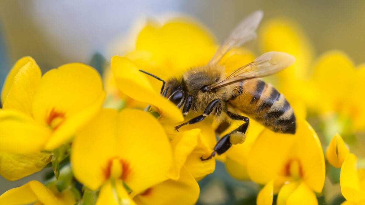 inquinamento ostacola impollinazione
