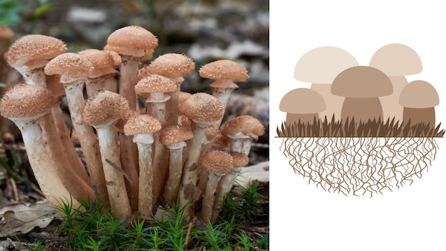 micelio Armillaria ostoyae