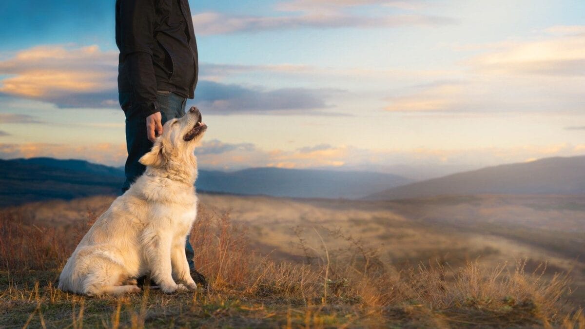 perchè cani di taglia grande vivono meno