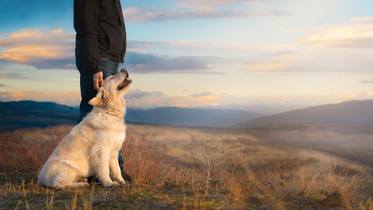 Perché i cani di taglia grande vivono meno: la risposta si trova nel loro DNA e nei “geni saltellanti”
