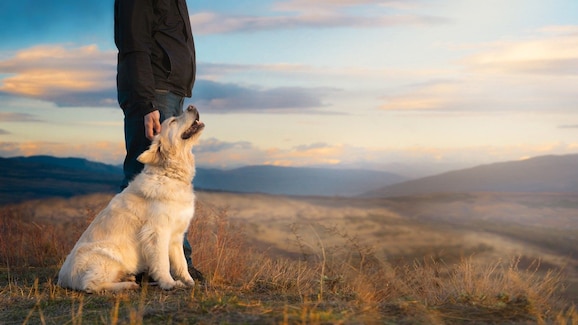 perchè cani di taglia grande vivono meno