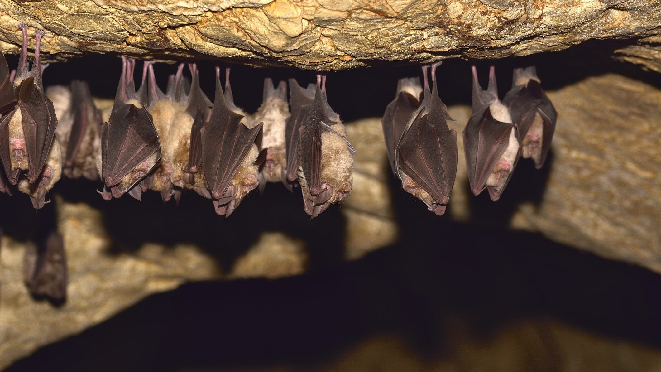 pipistrelli grotta