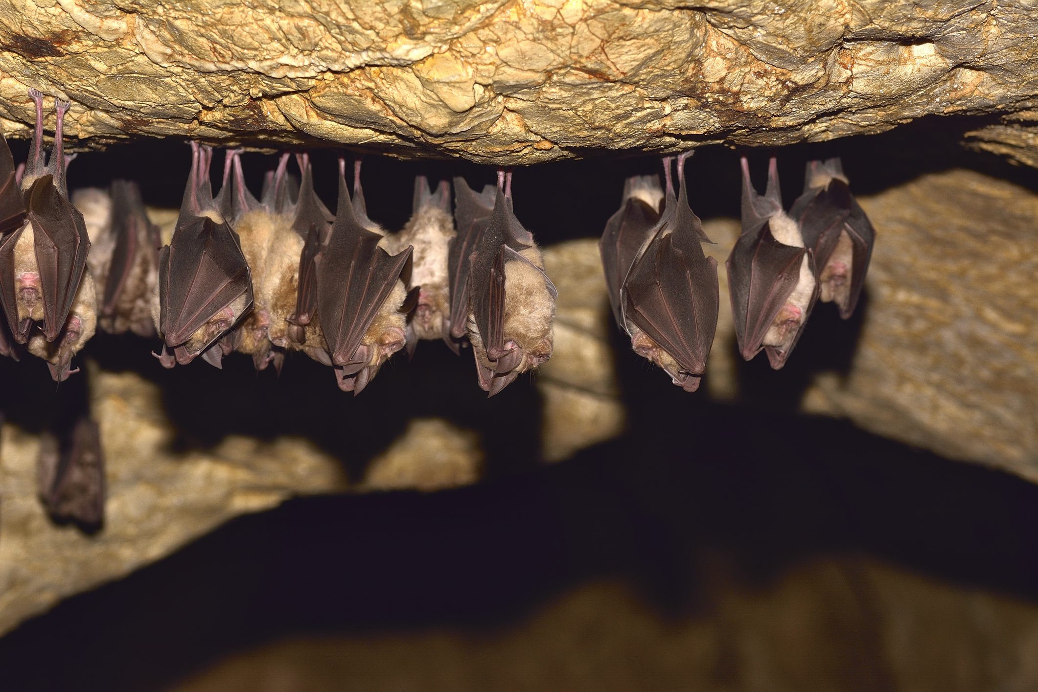 pipistrelli grotta