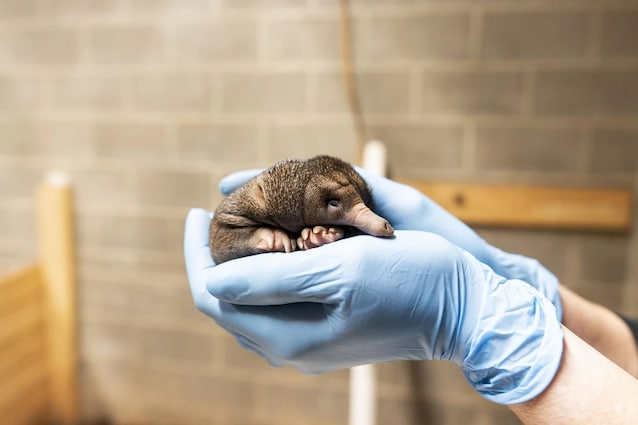puggle-echidna