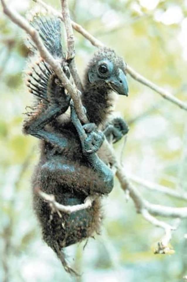 pulcino hoatzin