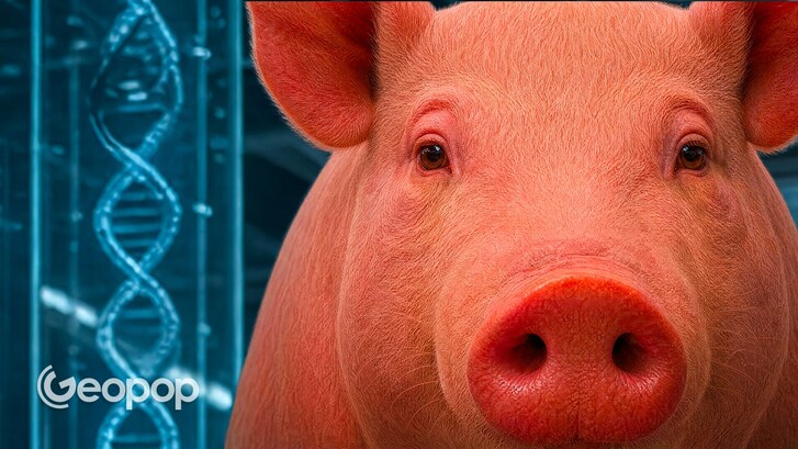 trapianto organi animali uomo
