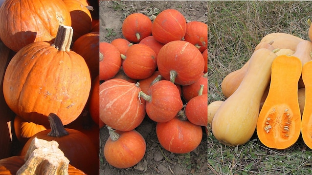 tre specie zucca