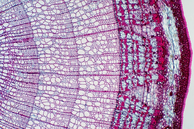 xylem