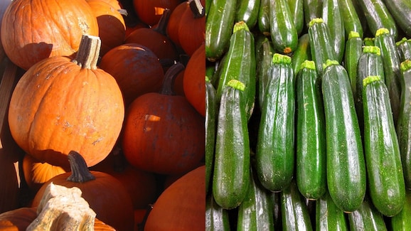 zucca e zucchine